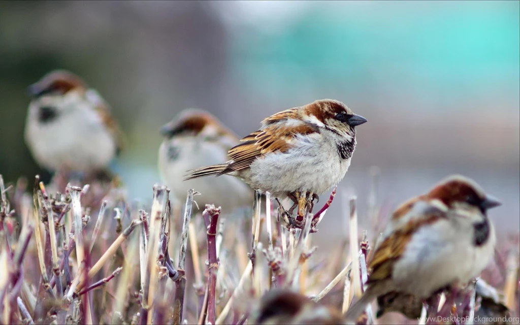 Sparrow Wallpapers Android Apps On Google Play