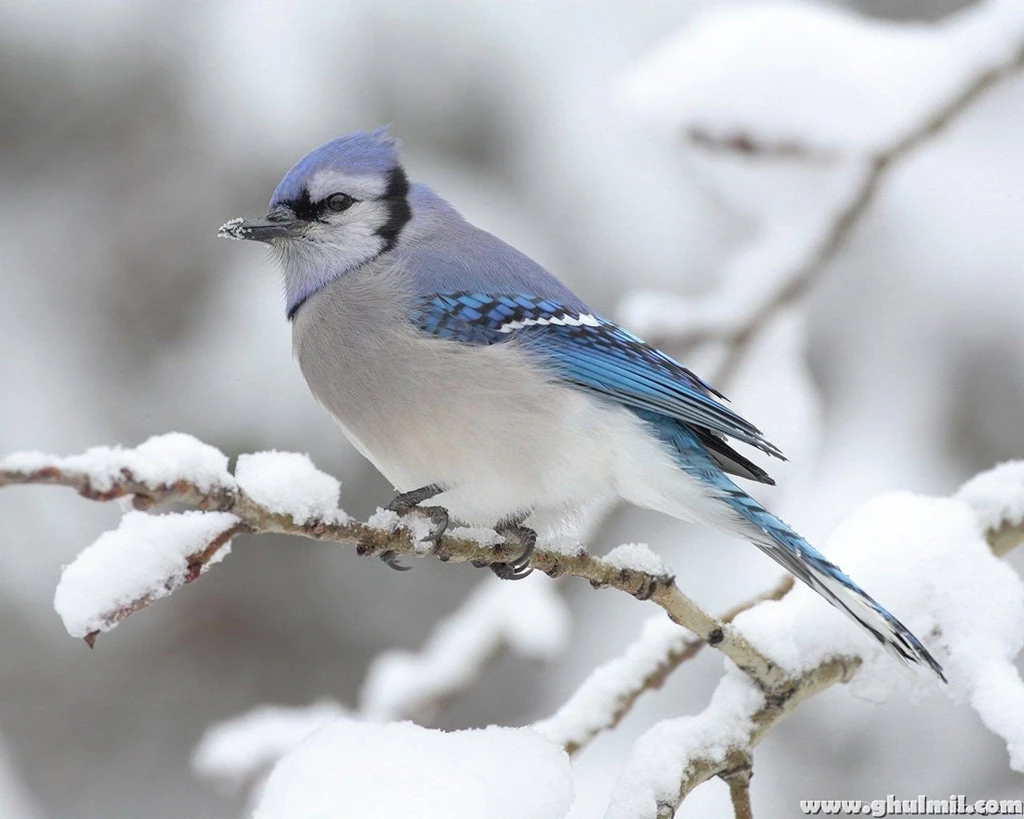Siberian Sparrow HD Wallpapers For Desktops Computers – HD ...