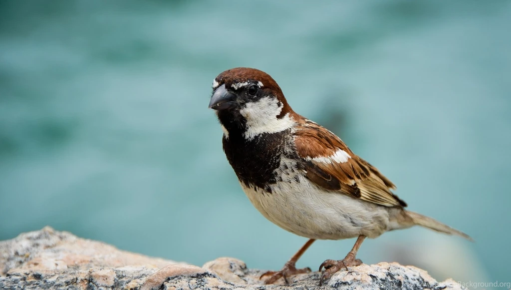 Sparrow Wallpapers 1200x836px
