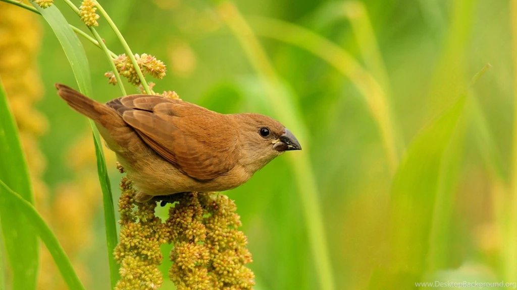 Sparrow Wallpapers   Windows 10 Wallpapers