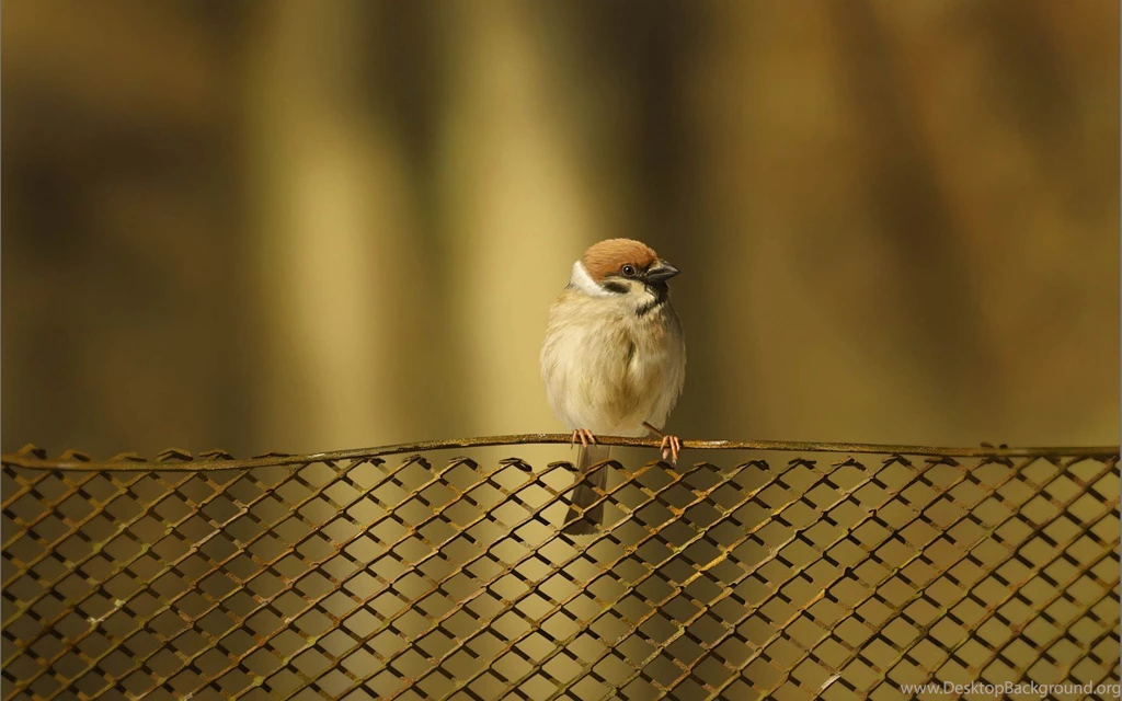 Fence bird sparrow hd wallpapers