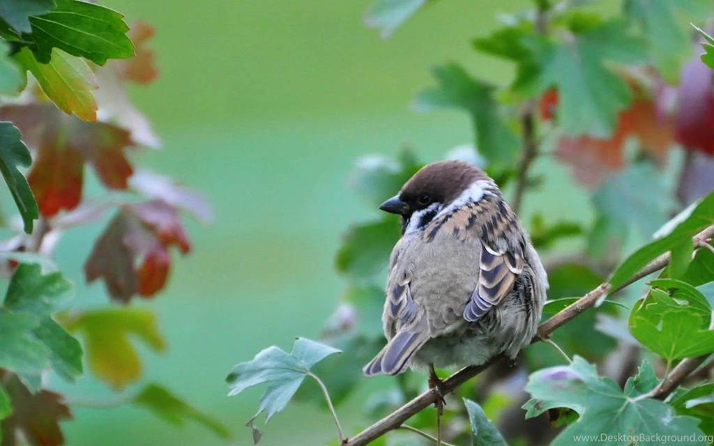 Lovely City Sparrow HD Photography Wallpapers 8 － Animal ...