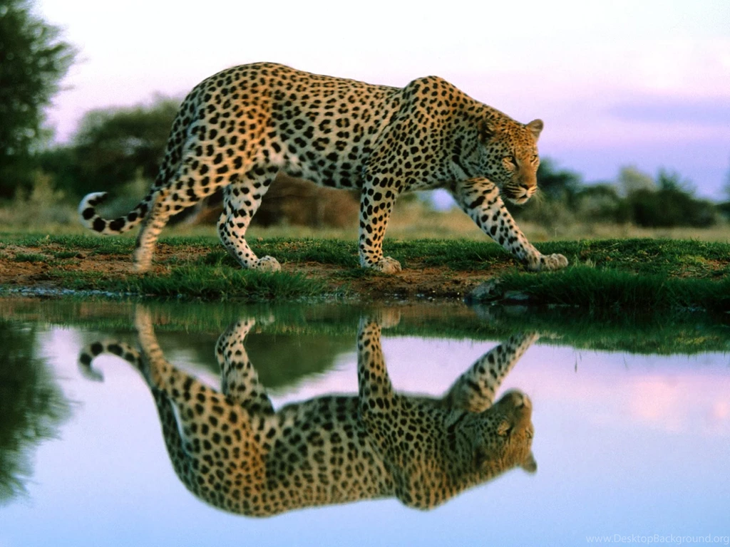 Wild Animal Wallpapers Animal Wallpapers