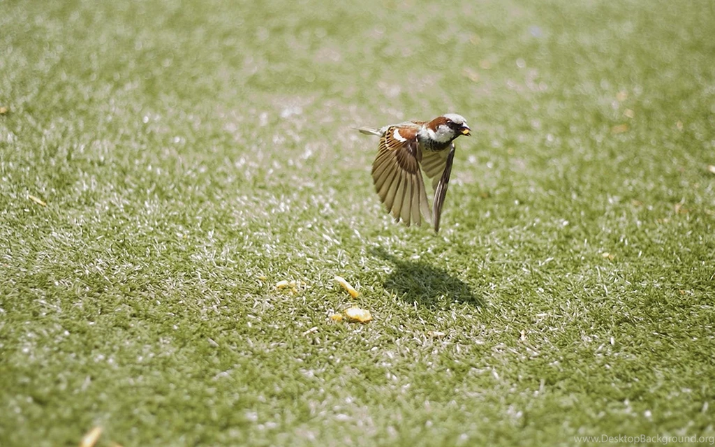 Sparrow >> HD Wallpaper, Get It Now!