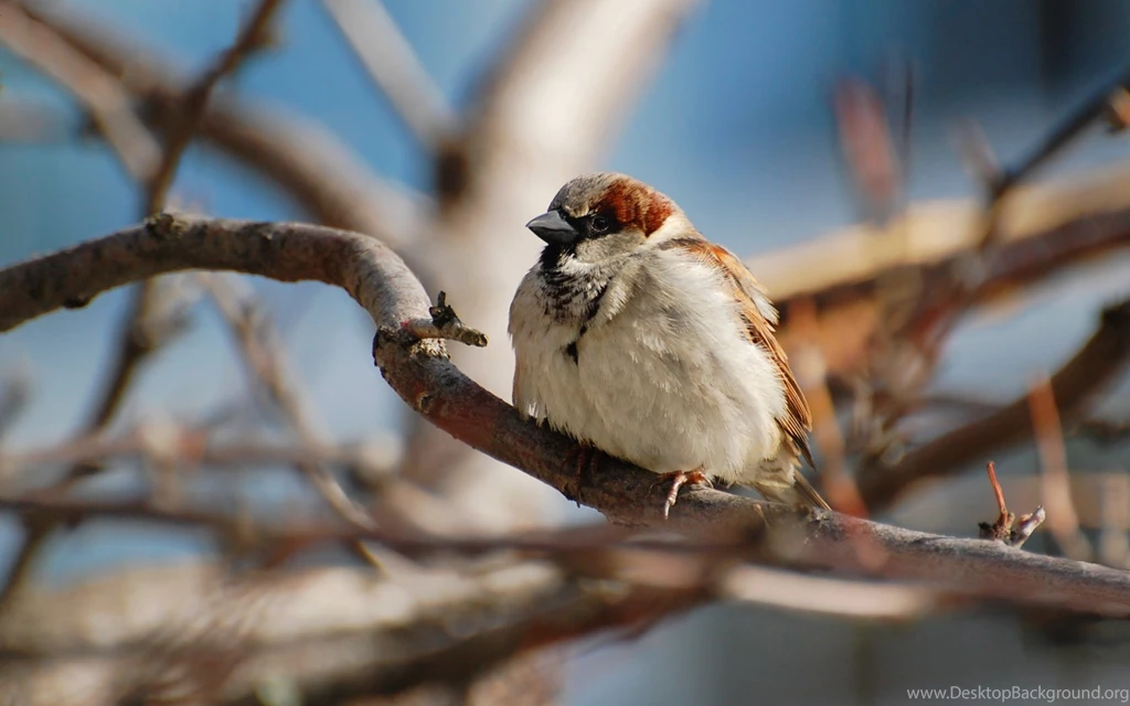House Sparrow HD Wallpapers