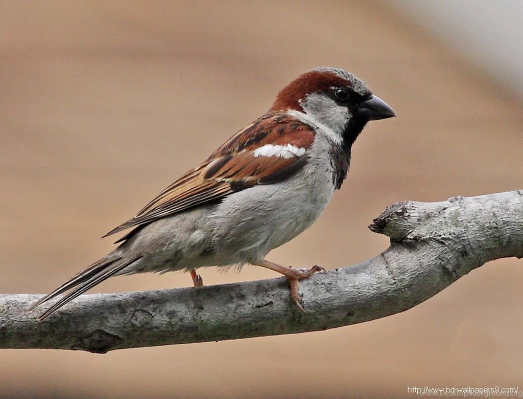 House Sparrow Wallpaper, Birds
