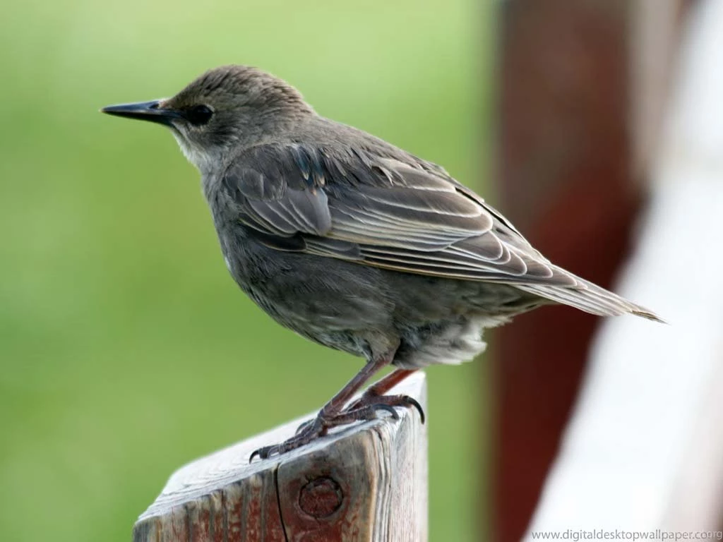 XMWallpapers.com Wallpapers Animals Birds Sparrow 003