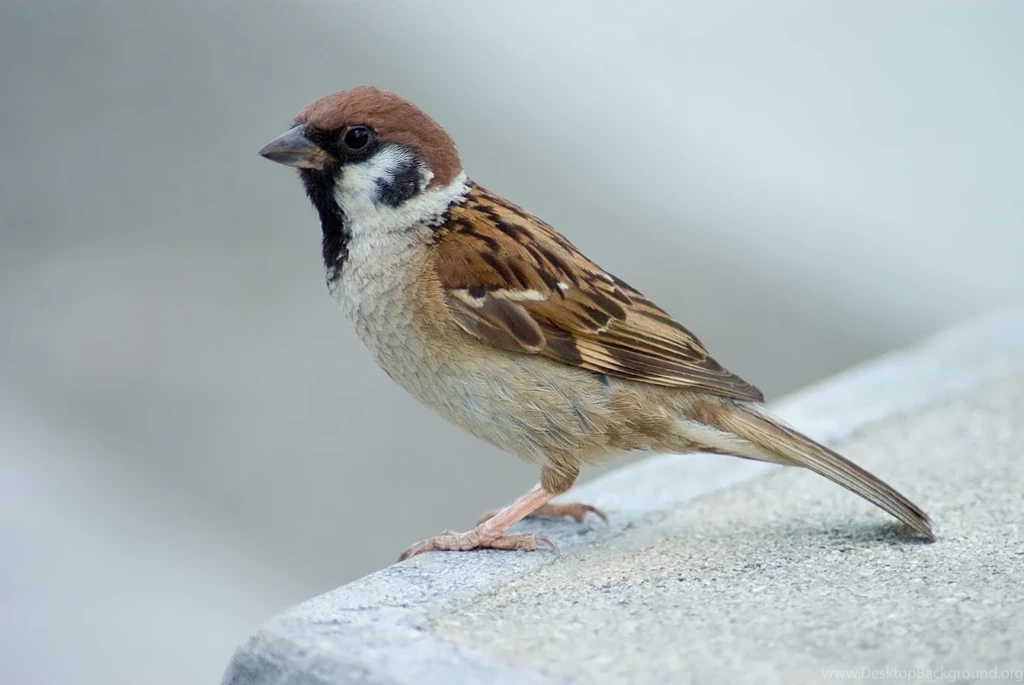 Free Download Wallpapers HD : Sparrow Bird High Resolution Full Hd ...