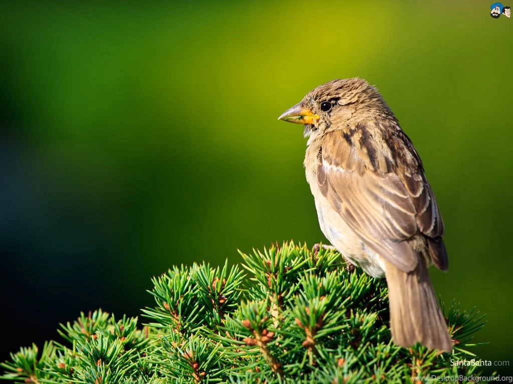 Sparrow Bird HD Wallpapers 11407 Pacify Mind