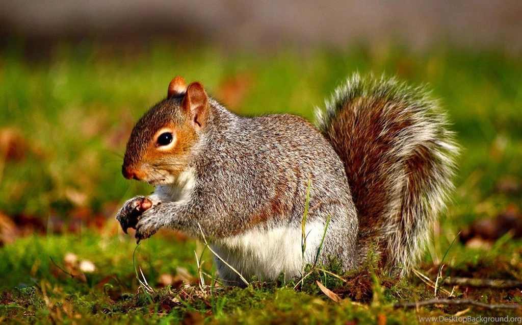Wild Animal Wallpapers Animal Wallpapers