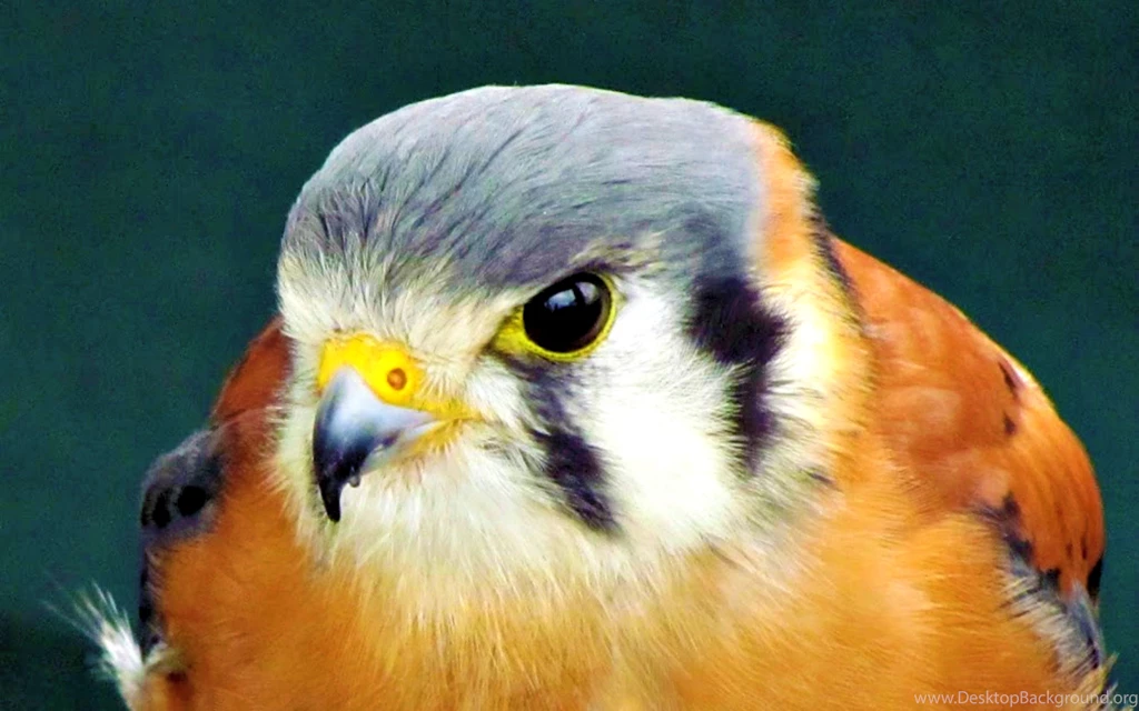 Sparrow Wallpapers