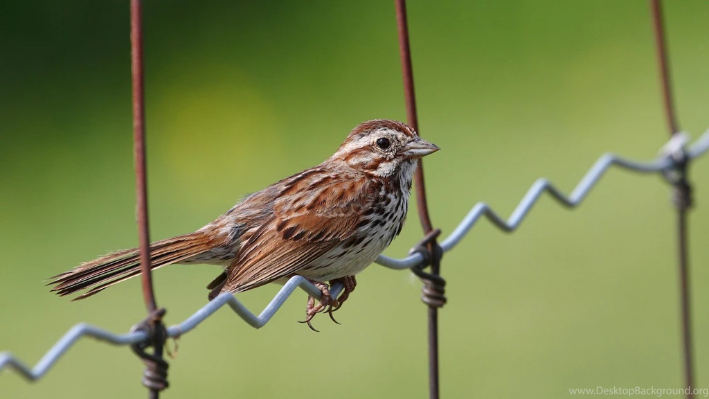Sparrow Backgrounds