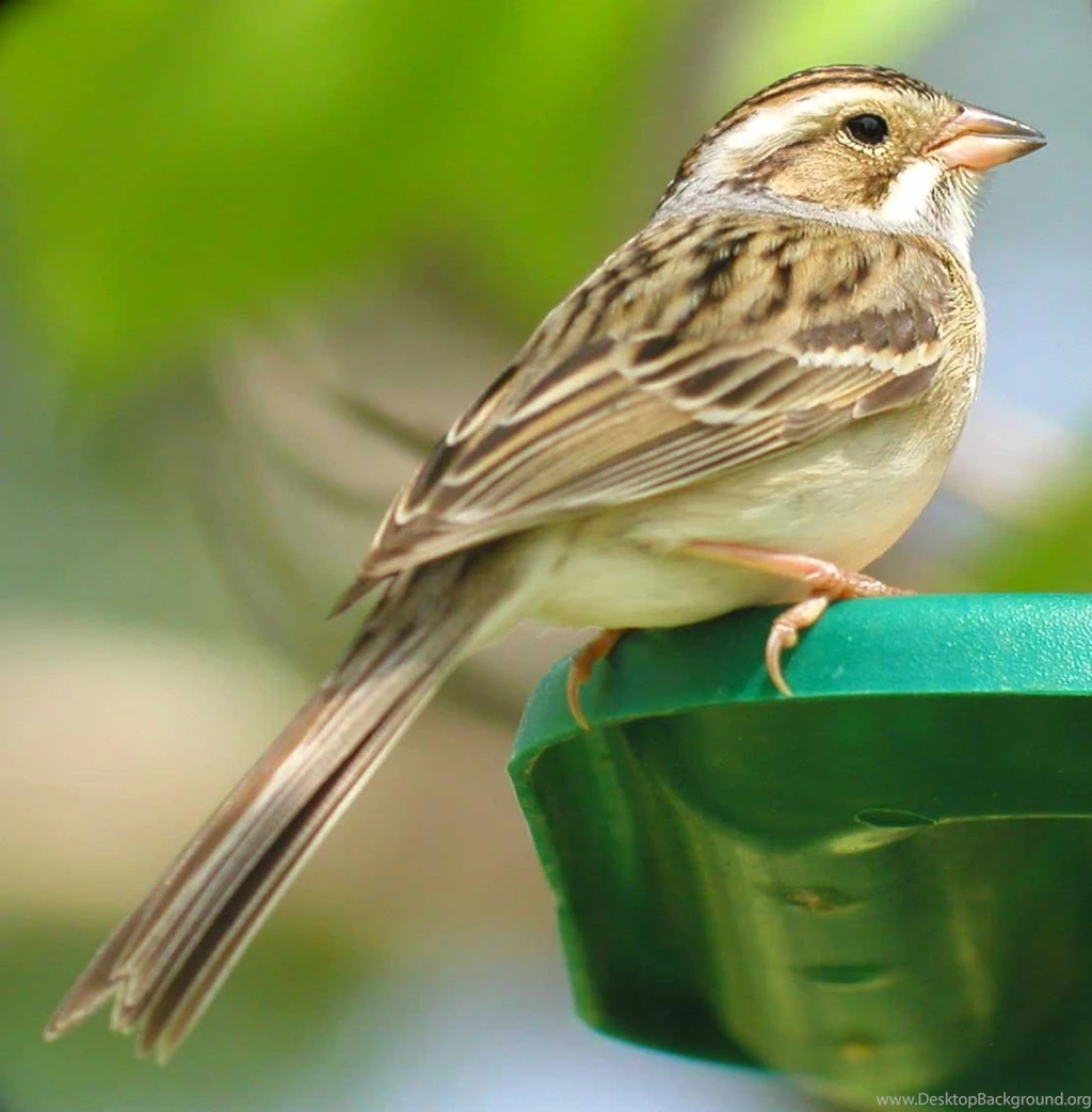 Be A Sparrow Supporter