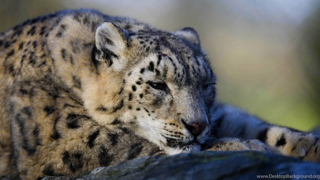 Wild Animal Wallpapers Animal Wallpapers