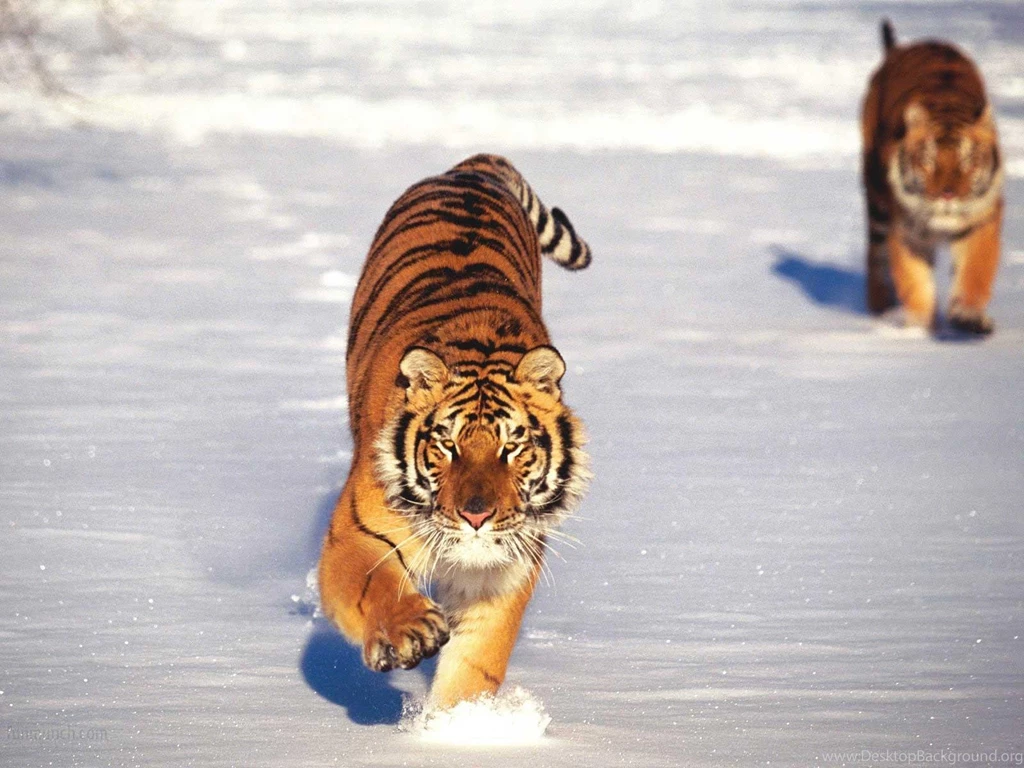 Animal Wallpapers Hd