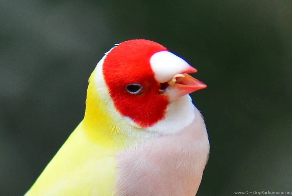 Beautiful Colourful Sparrows HD Wallpapers