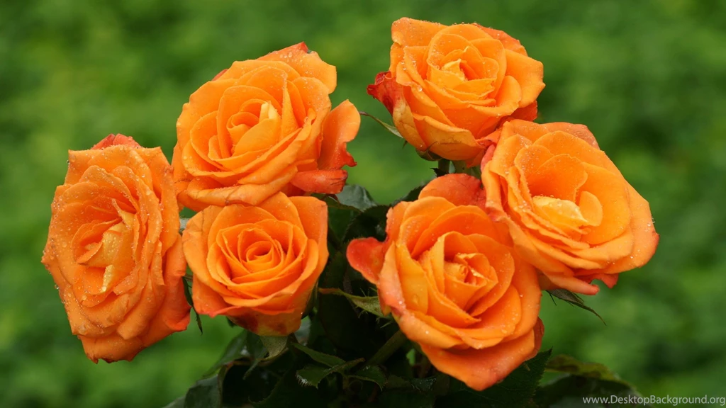 35 Arresting Lovely Rose Pictures