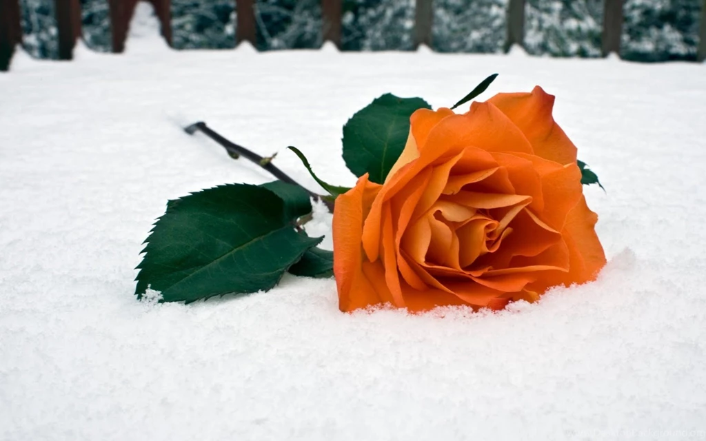 Orange Rose In Snow Wallpapers 10490 1920x1200 UMad.com