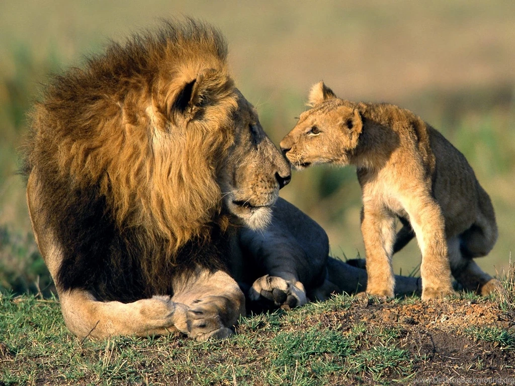 Wild Animal Pictures Collection (42+)