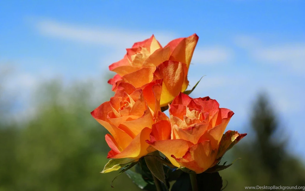 Orange Rose Wallpapers   Keywords HERE