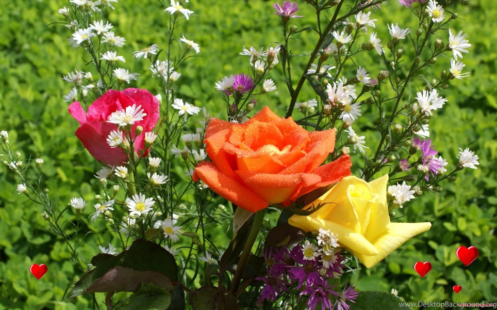 Widescreen, Beautiful, Roses, Wallpaper, Rose, Pink (