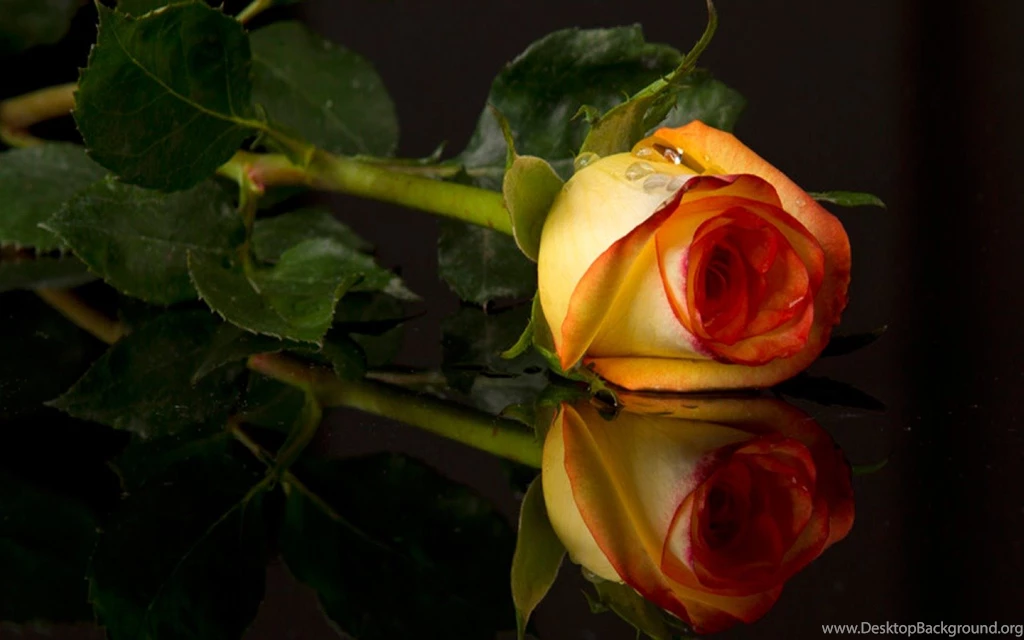 Rose Wallpapers