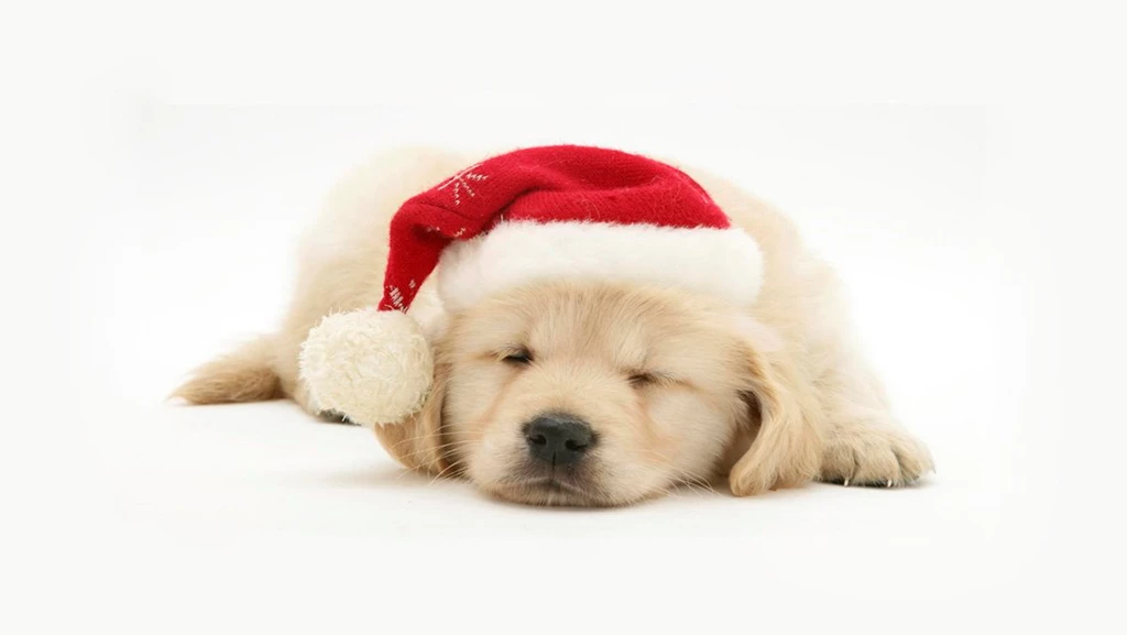 Cool Christmas Puppy With White Background Image.jpg