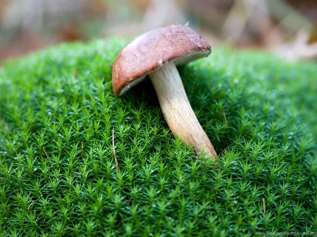 Royalty Free Free Images   HD Wallpapers Pretty