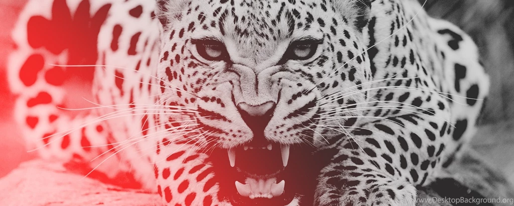 Download Wallpapers 2560x1024 Leopard, Aggression, Teeth, Face Dual ...