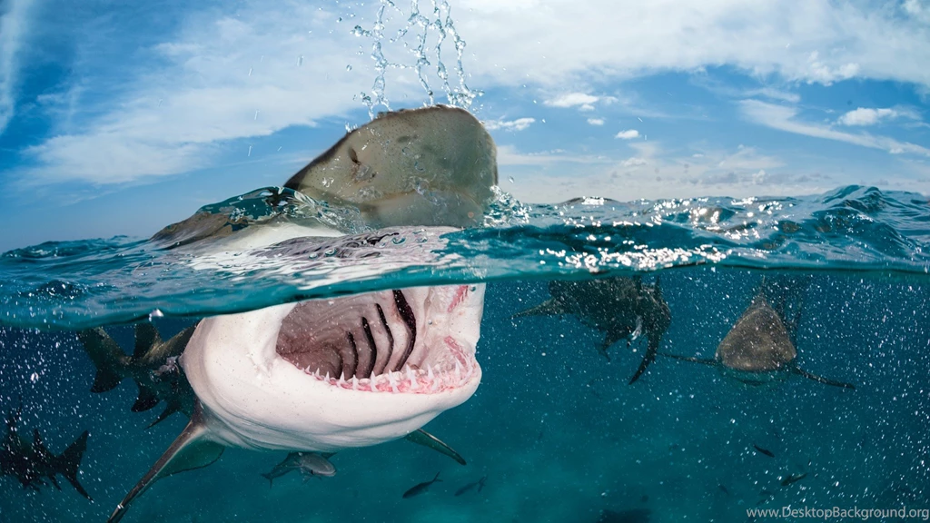 Shark Wallpaper, Animals / Recent: Shark, Indian, Caribbean ...