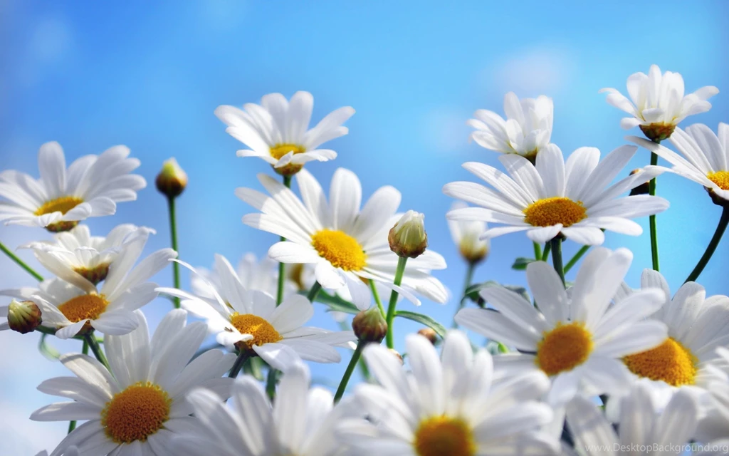 Awesome Daisies Backgrounds