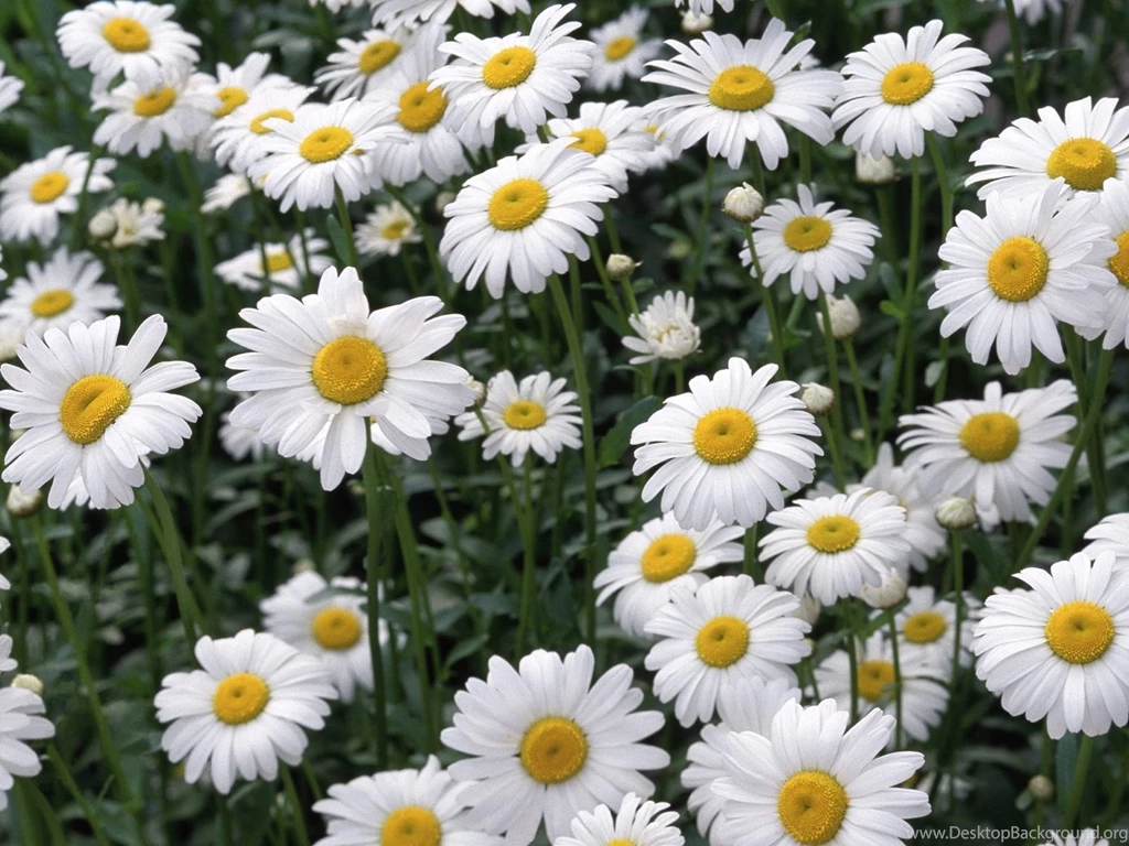 Awesome Daisies Backgrounds
