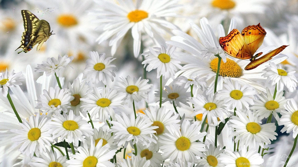 Daisies Wallpapers HD Images New