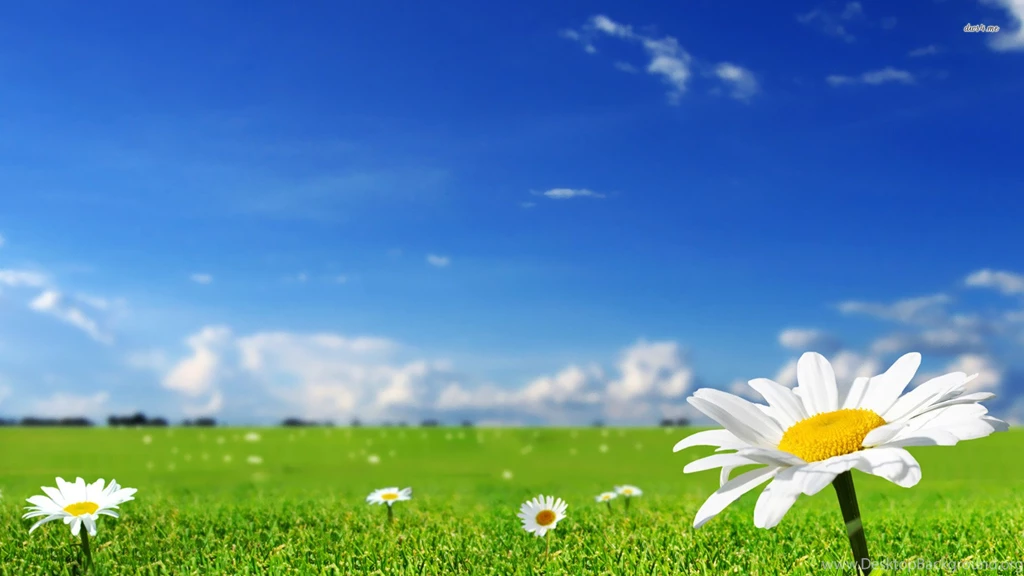Daisy Wallpapers