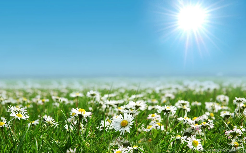 Daisies Wallpapers HD Images New