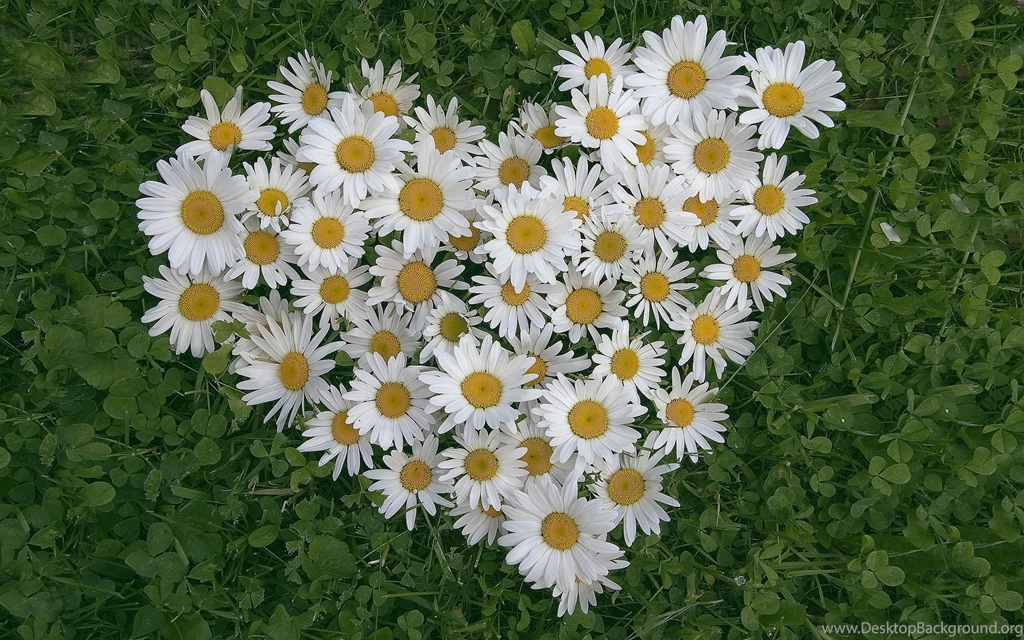Bunch Of Daisies Wallpapers