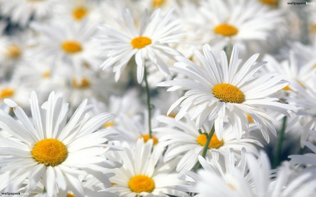 Golden Daisies HD Wallpapers