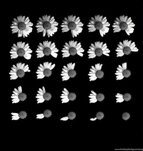 Daisy Wallpapers Tumblr