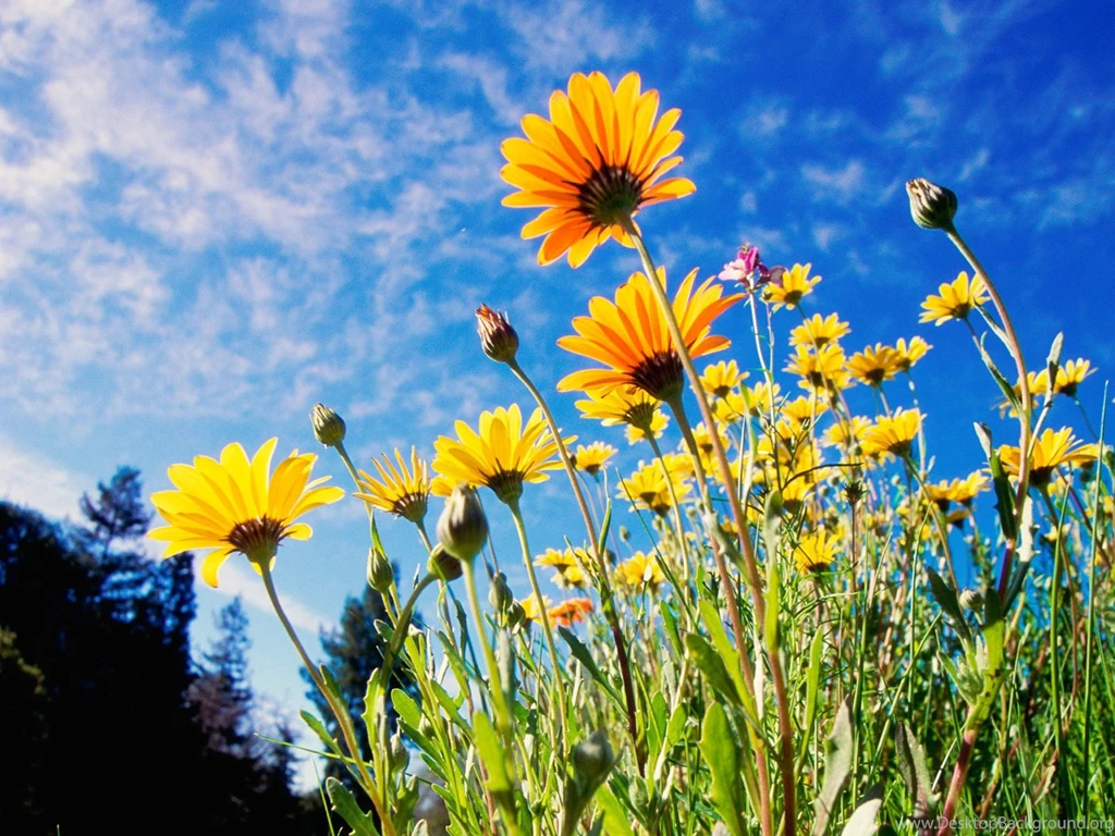 Awesome Daisies Backgrounds