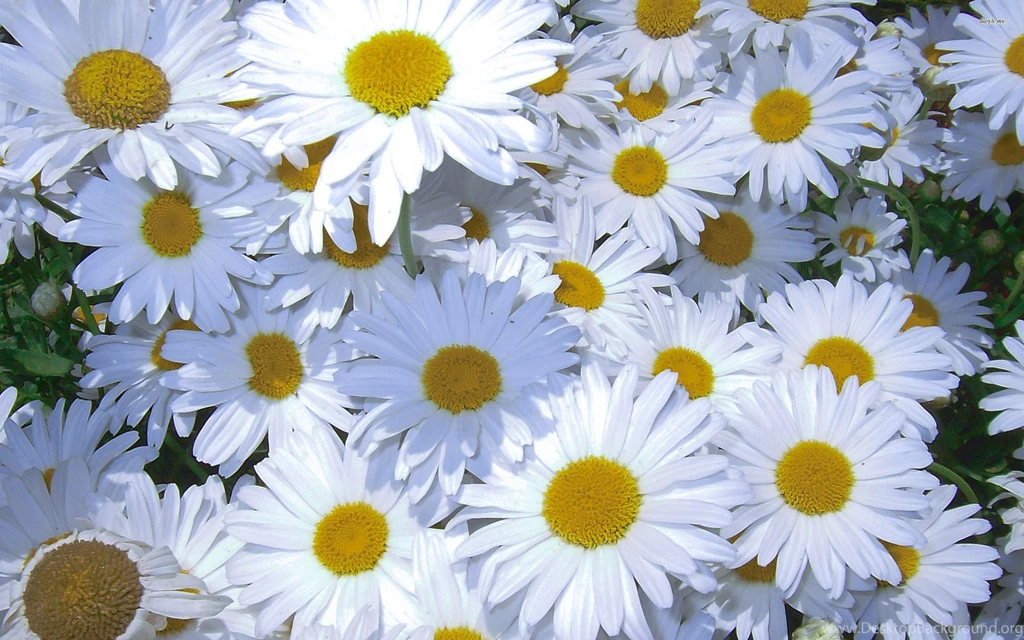 30 Amazing Free HD Flower Wallpapers