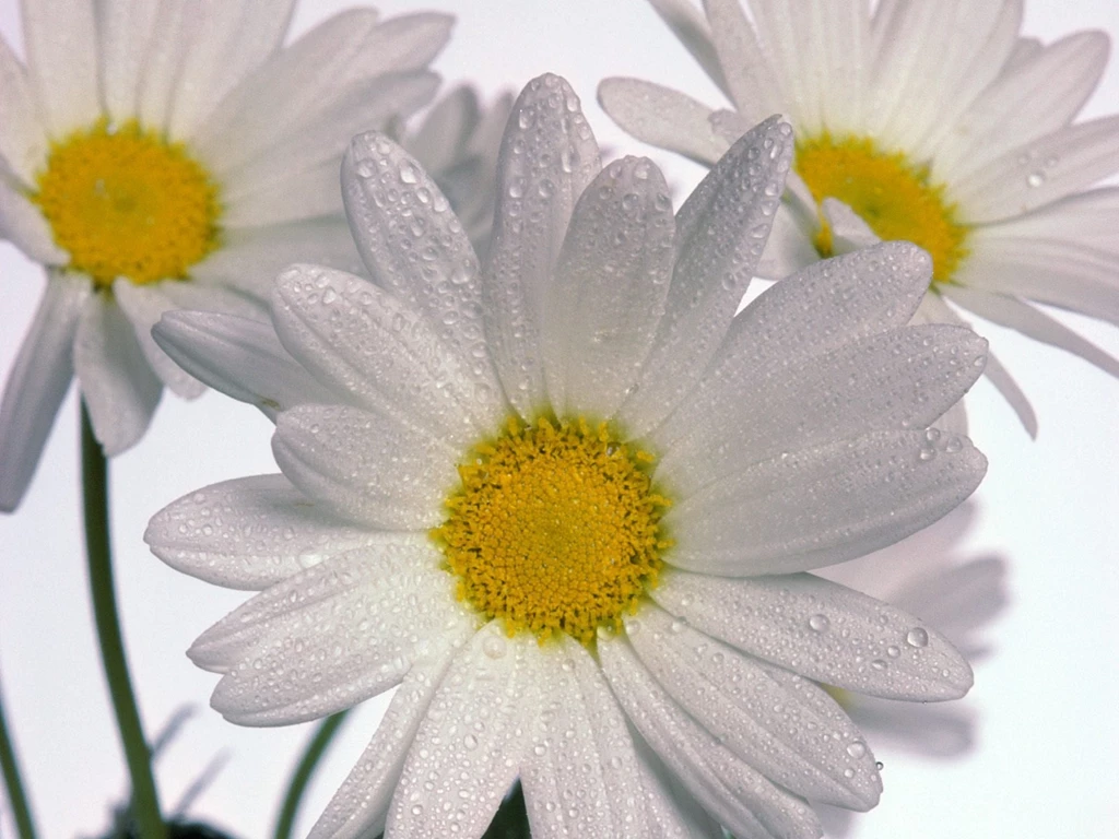 Delicate Daisies Wallpapers