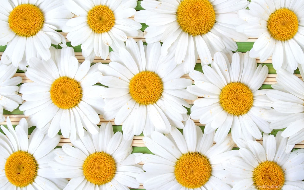 Pretty Pink And White Wallpapers