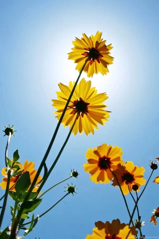 Daisy iPhone 4s Wallpapers