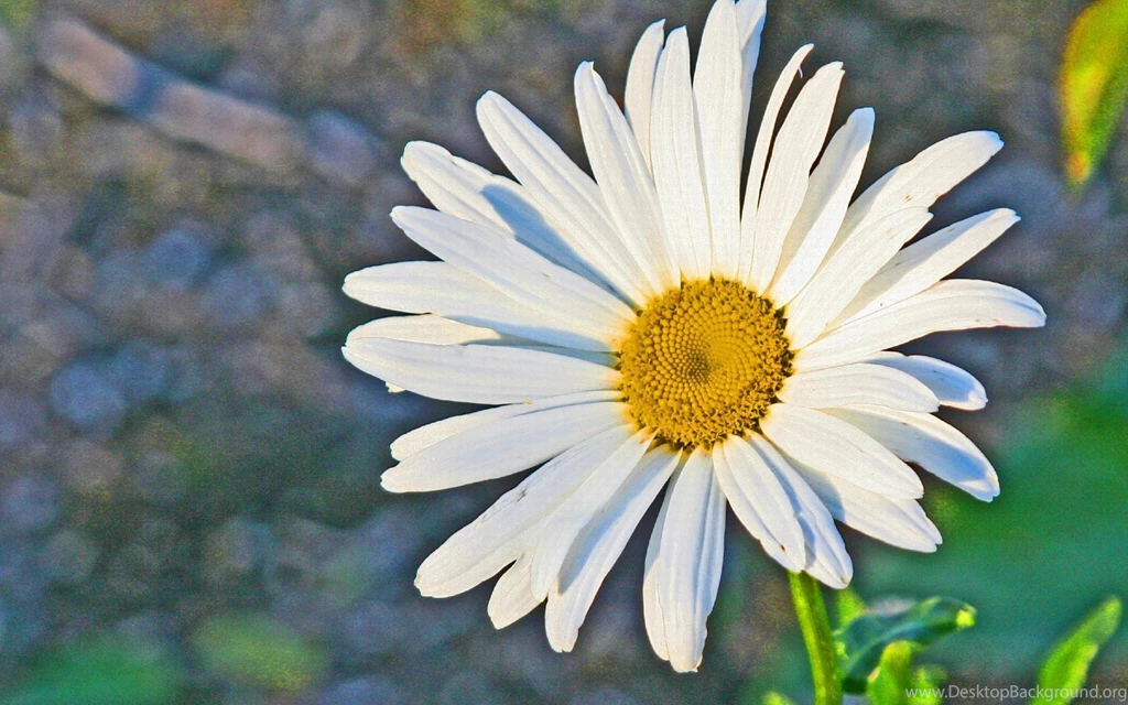 Daisies Flowers Wallpapers » WallDevil Best Free HD Desktop And ...