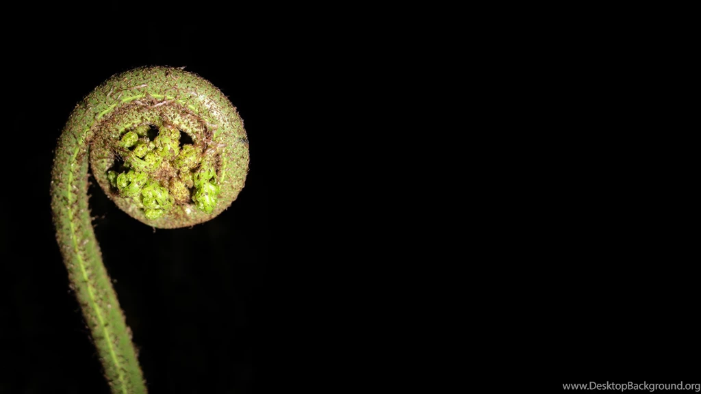 Backgrounds Destop Wallpapers » WallDevil   Best Free HD Desktop ...