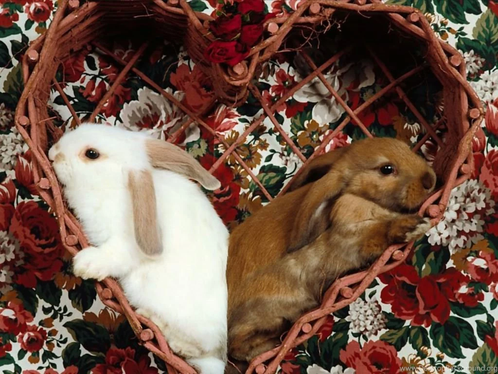 Rabbits In Heart Free Hd Wallpapers Free Download For Destop