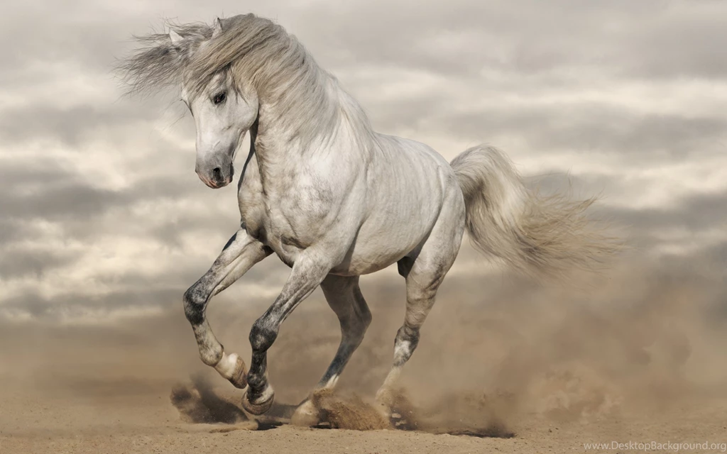 Horse White Animal Run Wallpapers