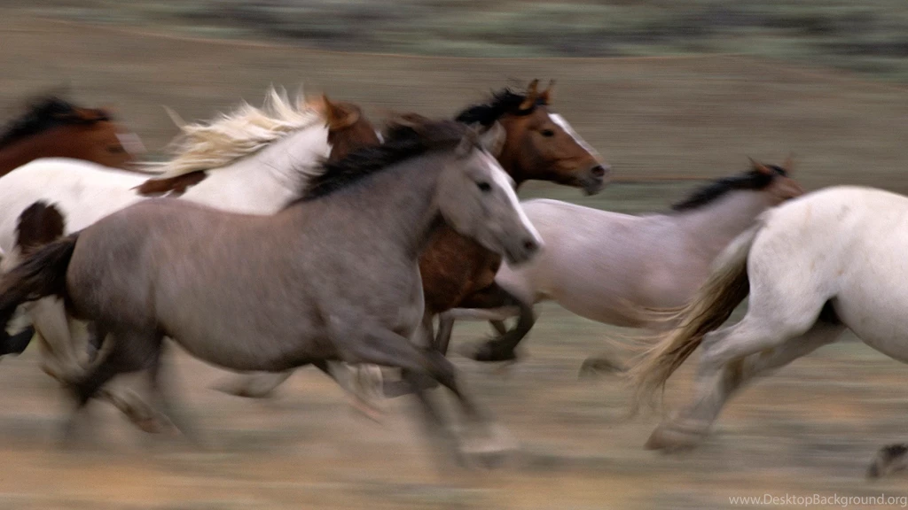 Wallpapers Herd, Mustangs, Horse, At Run Desktop Wallpapers ...