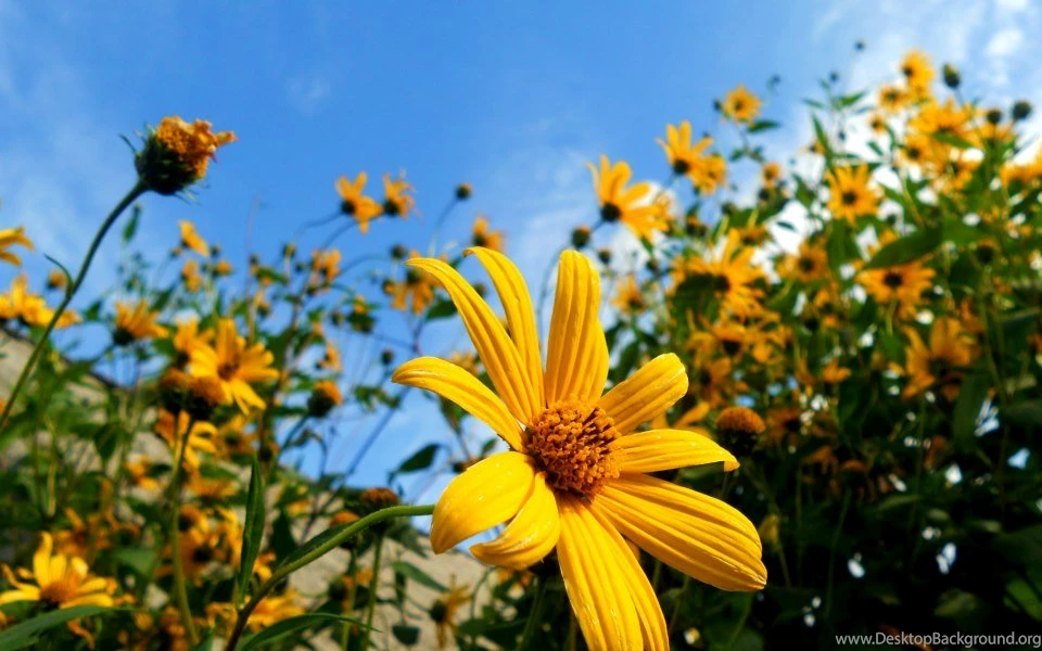 PC Backgrounds Wallpapers