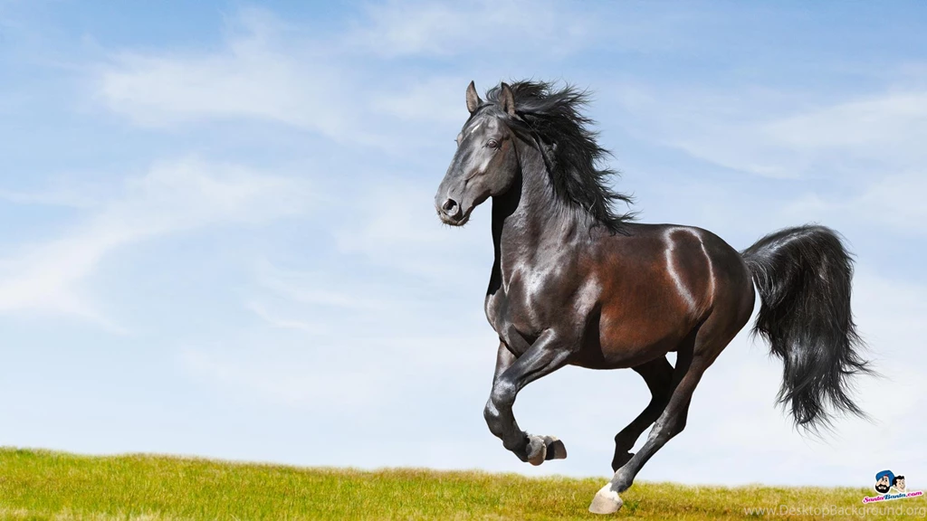 HORSE WALLPAPER   (